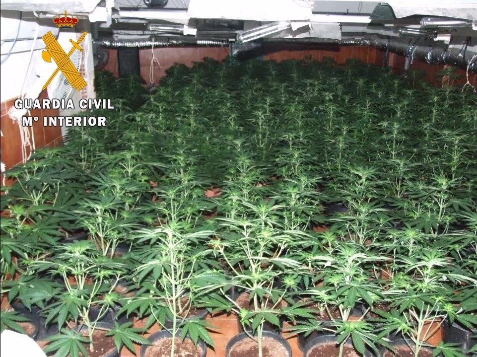 Incautan más de 1.000 plantas de marihuana en Berja