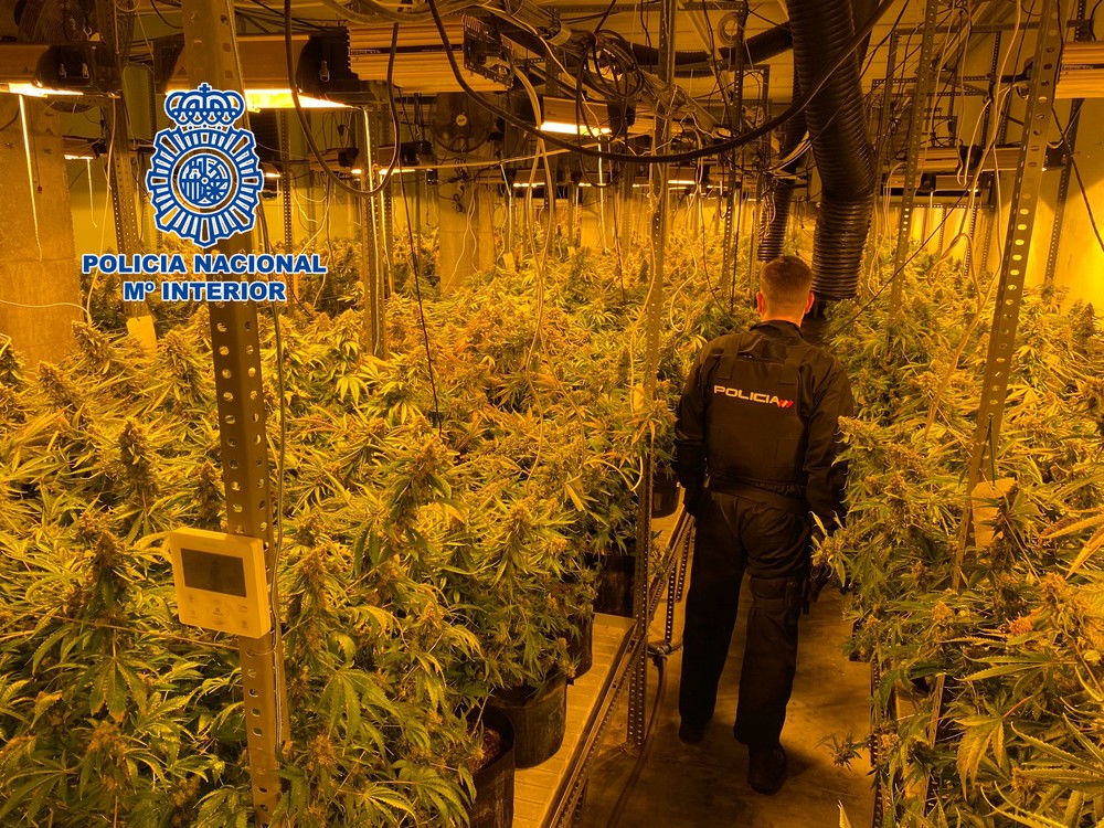 La Policía Nacional de El Ejido desmantela una macroplantación de marihuana