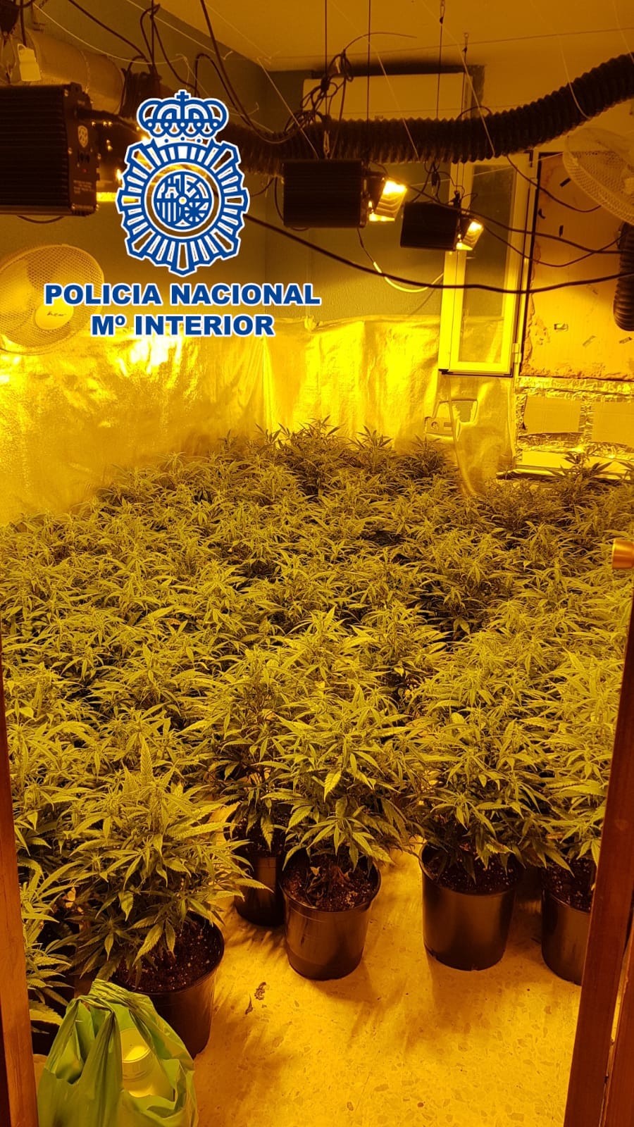 Detenidos cinco miembros de un clan dedicado al cultivo y venta de drogas