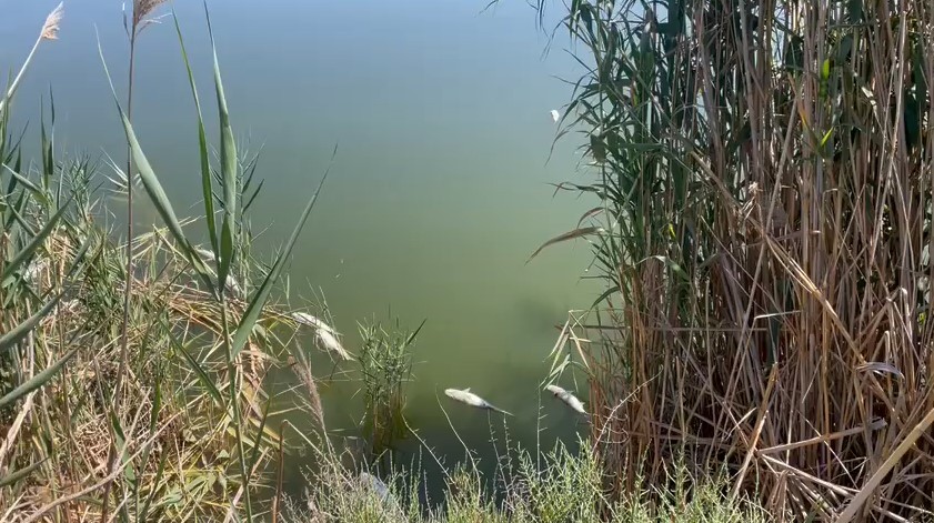 Aparecen cientos de peces muertos en el Lago Victoria de Almerimar