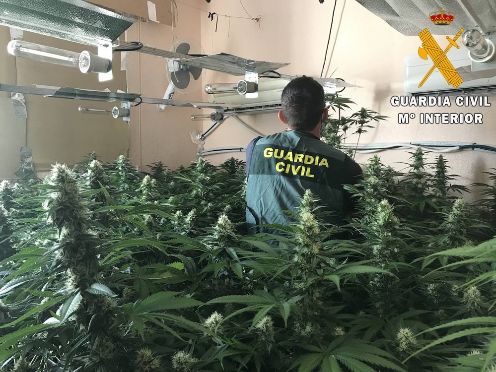 Detienen en Adra a una pareja con más de 300 plantas de marihuana en su vivienda