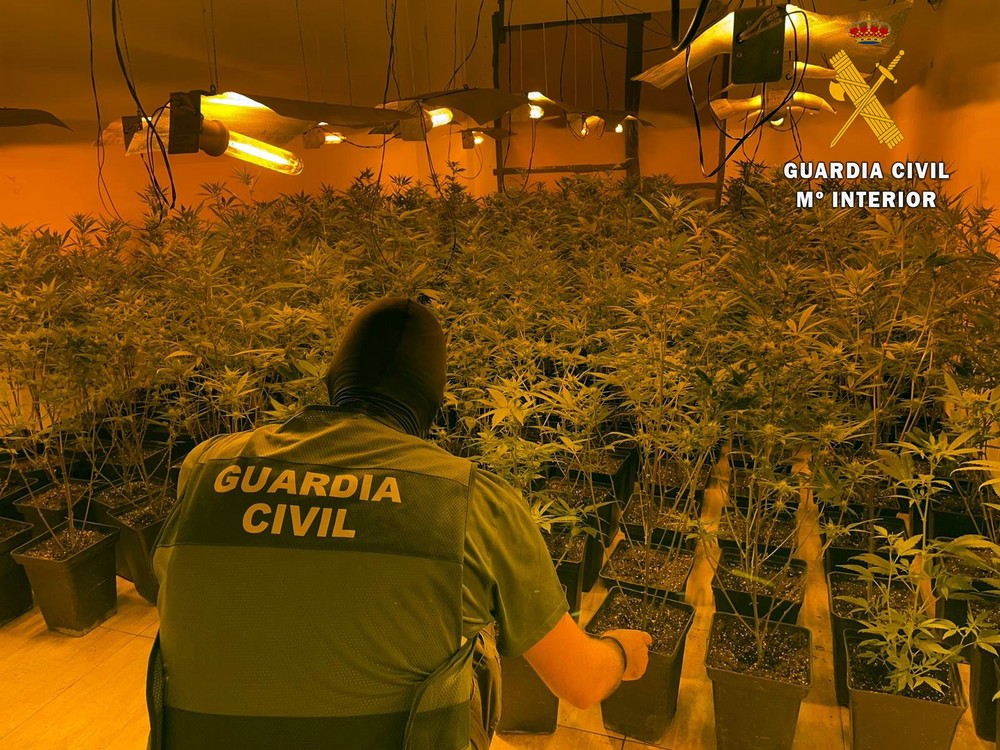 La Guardia Civil interviene cerca de 500 plantas de marihuana y neutraliza 80 enganches fraudulentos a la red de suministro eléctrico en Roquetas de Mar