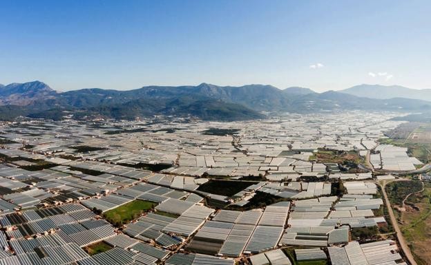 El Ejido es el octavo municipio andaluz con más empresas y el séptimo con mayor empleo