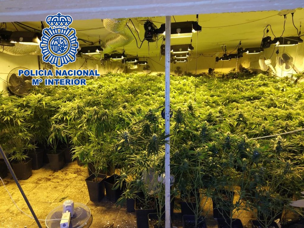La Policía Nacional detiene en El Ejido a dos mujeres e interviene 600 plantas de marihuana