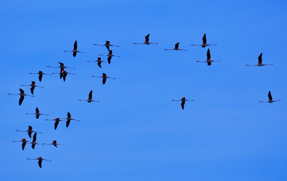 La Junta de Andalucía celebra el Día Mundial de las Aves con actividades en El Ejido y Adra