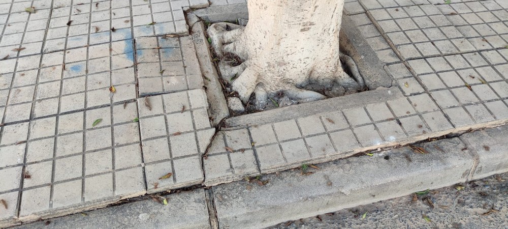 VOX advierte de los destrozos que las raíces de los ficus causan en las aceras, viviendas y red de saneamiento de El Ejido