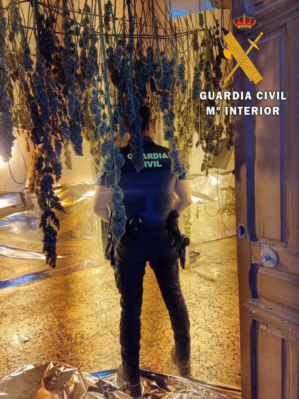 Detienen a once personas e incautan más de 1.000 plantas de marihuana en El Ejido