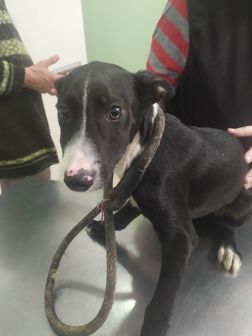 Bomberos del Poniente rescatan a un cachorro atrapado en una tubería