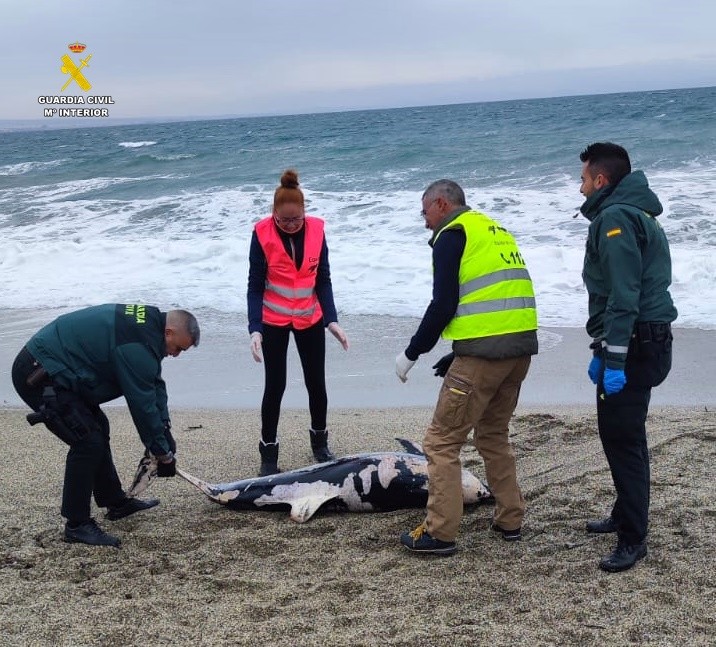 Aparece el cadáver de un delfín en la costa de Roquetas de Mar