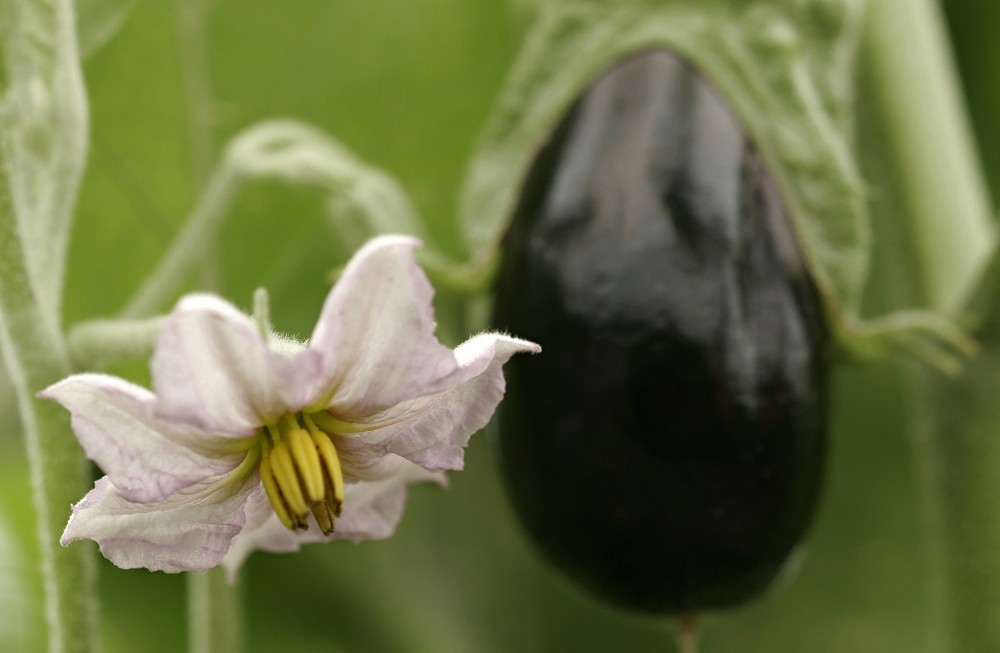 HORTYFRUTA activa la Extensión de Norma para berenjena