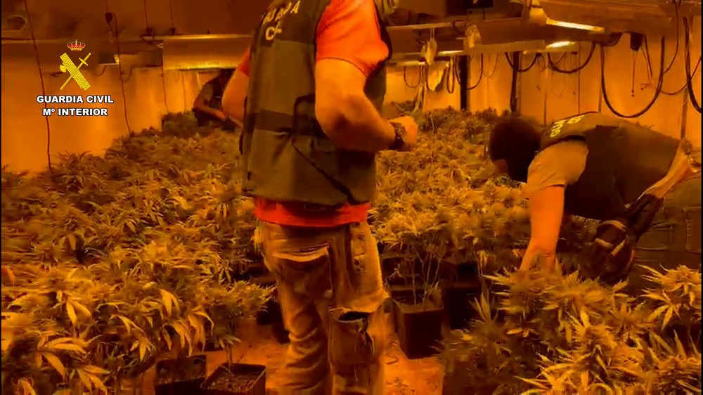 Incautan 3.000 plantas de marihuana en Felix