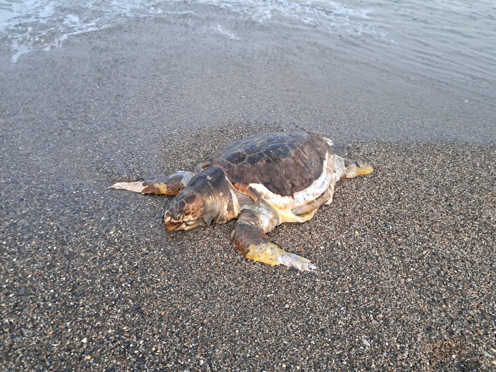 Recogen el cadáver de una tortuga marina de casi un metro en Roquetas de Mar
