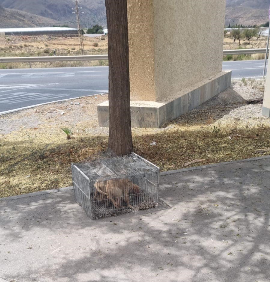Rescatan a tres cachorras encerradas en una jaula a pleno sol en Berja