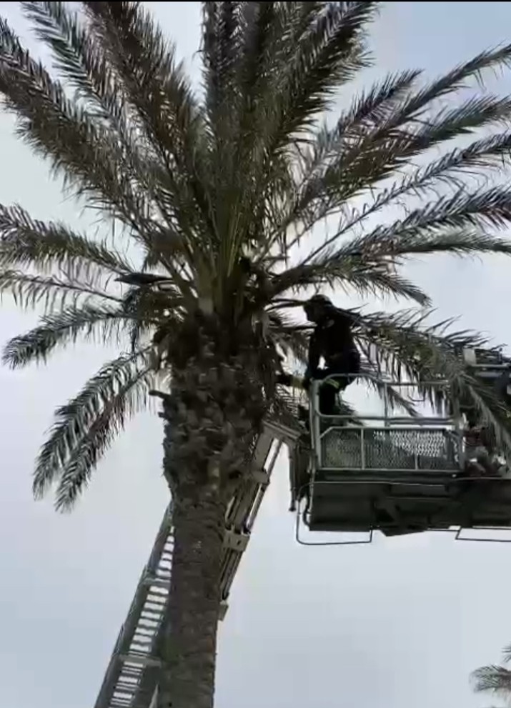 Rescate felino en Almerimar