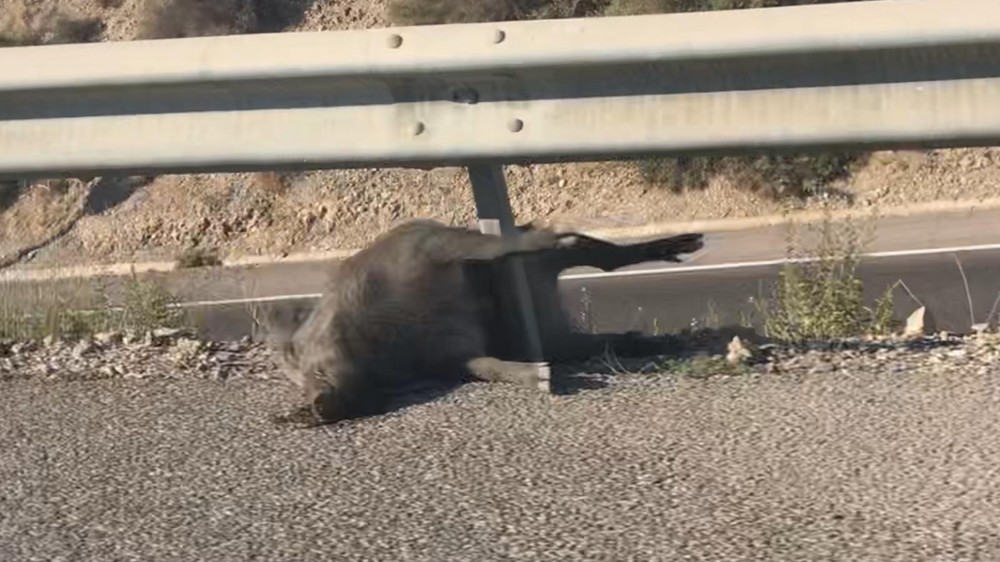 Un jabalí muerto de considerables dimensiones permanece en la  A-7 descomponiéndose al sol sin que nadie lo retire