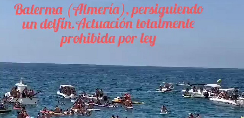 Equinac denuncia la persecución de varias embarcaciones a un delfín en Balerma