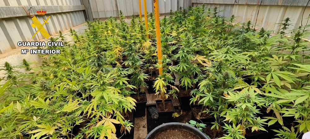 Golpe al cultivo de marihuana en el Poniente con once detenidos y 2.000 plantas intervenidas