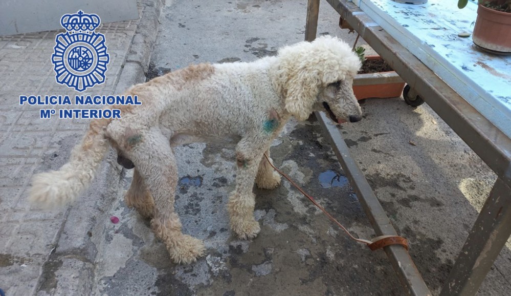 La Policía Nacional en El Ejido rescata a un valioso cachorro de caniche que había sido sustraído hacía meses en Murcia