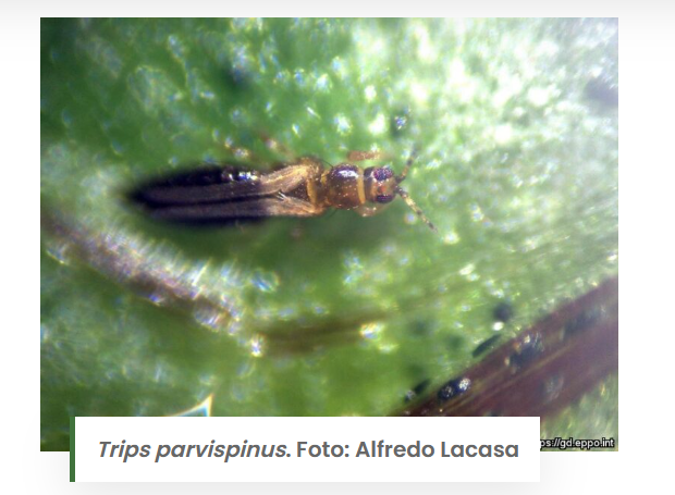 La Red de Alerta e Información Fitosanitaria de Andalucía publica medidas preventivas para el control de trips del tabaco 'Thrips parvispinus'