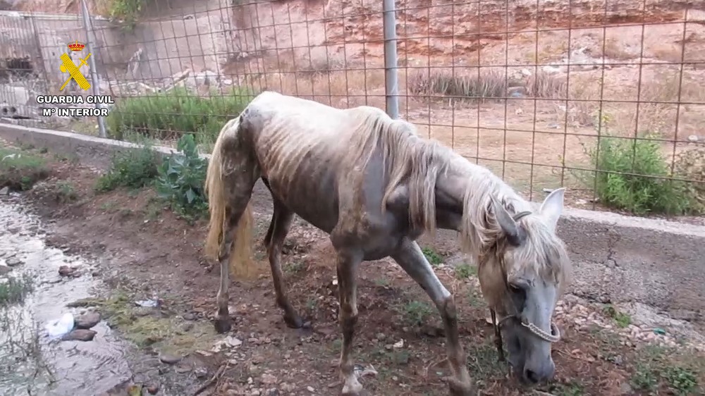 El Seprona investiga a un vecino de Adra por maltratar a una yegua