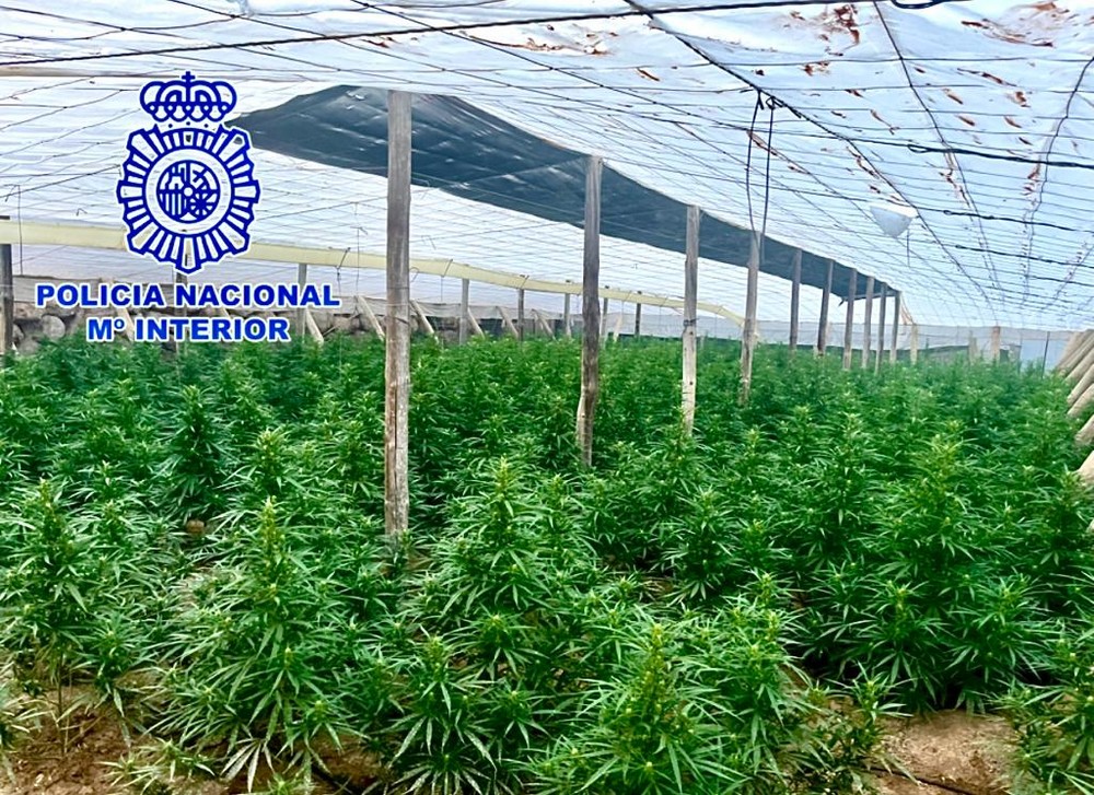 Intervienen 4.000 plantas de marihuana de una finca en Matagorda