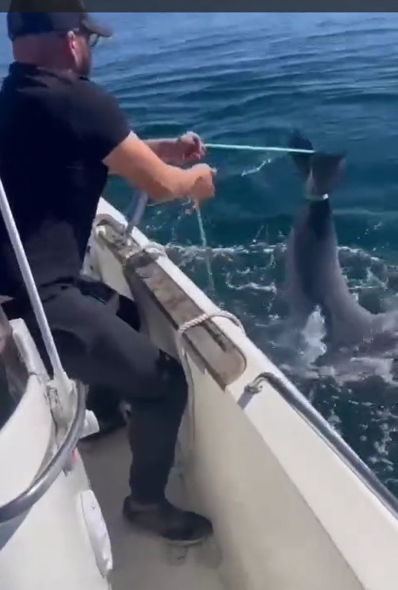 Rescatan una cría de delfín atrapada en una nasa ilegal en Aguadulce