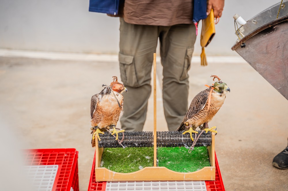 El Ayuntamiento de Roquetas de Mar pone en marcha un servicio para el control de aves urbanas