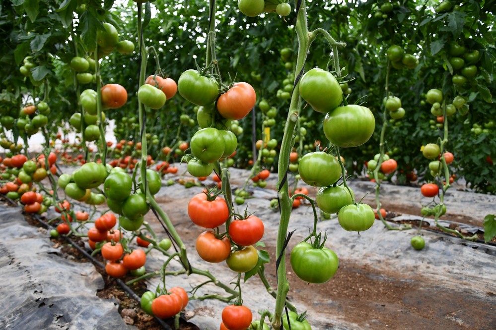 Dinka, el fertilizante natural ideal para potenciar la calidad de la planta y el fruto