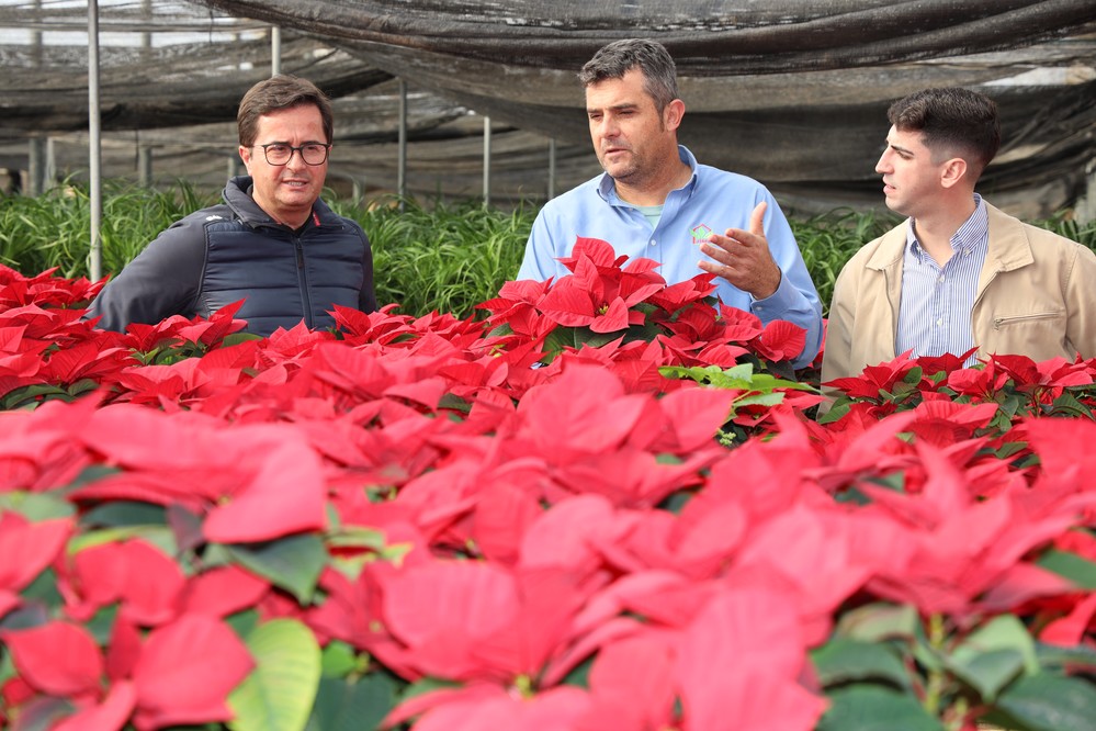 El alcalde ejidense anima a impulsar el sector local de la flor ornamental durante las fiestas navideñas