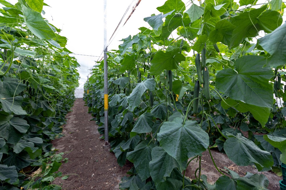 INAGROUP BIOTECH, especialistas en agricultura ecológica, lanza BIONIT