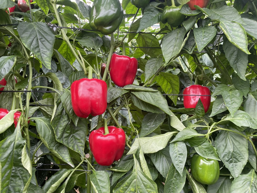 YARI, el abono rico en fósforo de alta asimilación esencial para los cultivos.