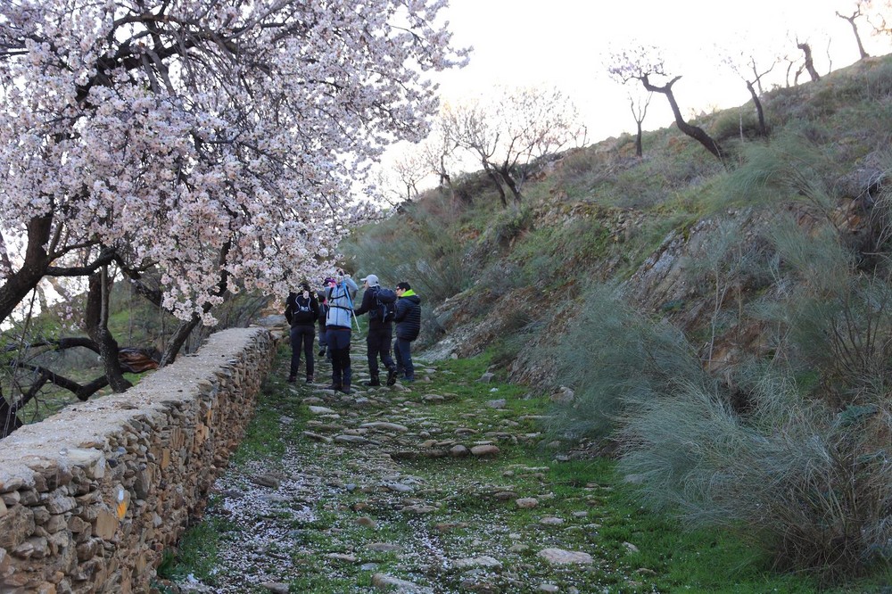 Los almendros en flor de Tahal, destino para este fin de semana del programa 'Deporte y Naturaleza'