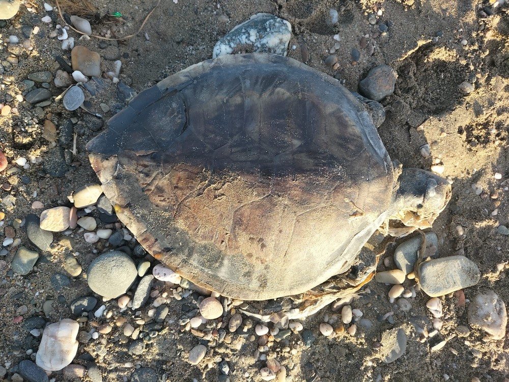 Recogen el cuerpo de una tortuga boba en Almerimar