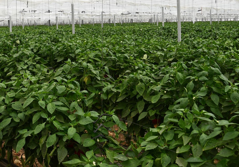 Luz verde a una moción de apoyo al sector agrario, exigiendo un cambio en las políticas agrarias europeas