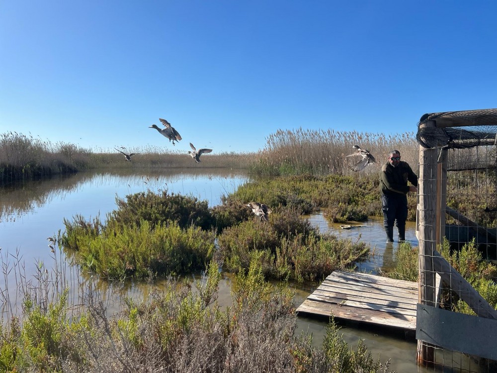 La Consejería de Sostenibilidad libera en Punta Entinas- Sabinar 27 nuevos ejemplares de la especie de pato más amenazada de Europa