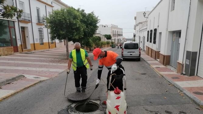 A licitación el Servicio Integral de Control de Plagas en Dalías
