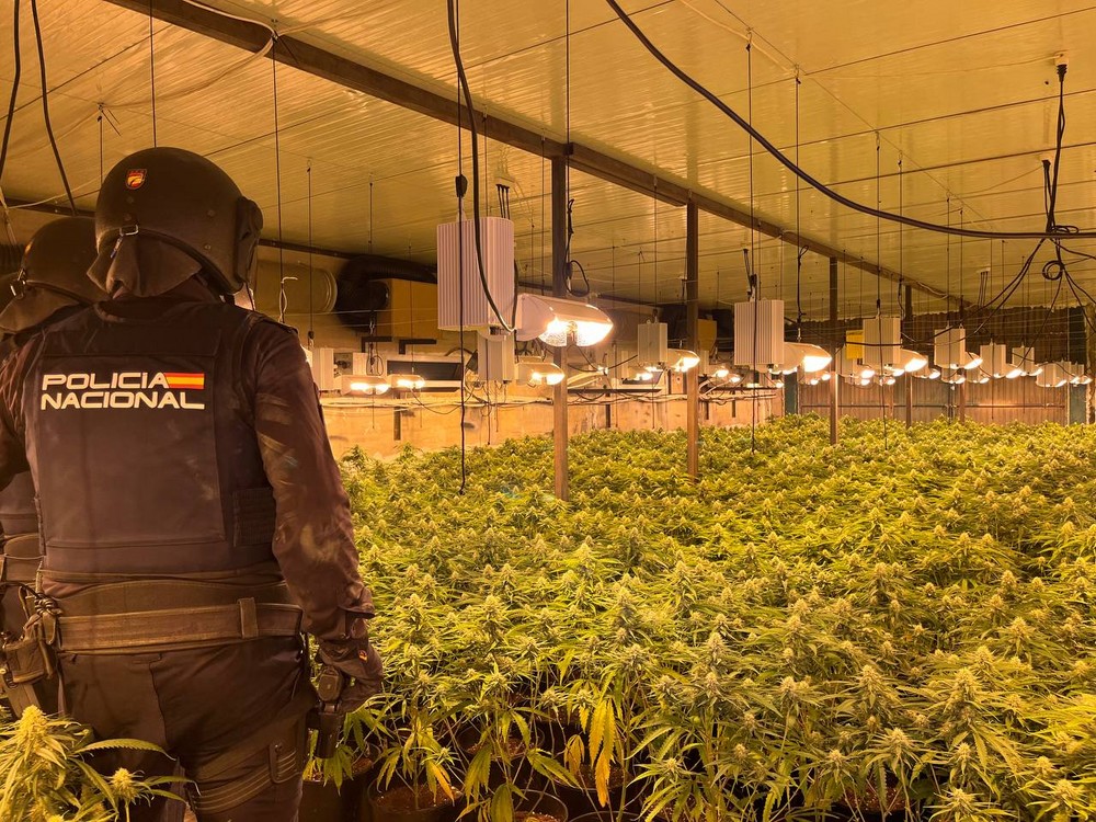 La Brigada de Policía Judicial de El Ejido desmantela una plantación de marihuana en Viator oculta en una nave de la SAREB