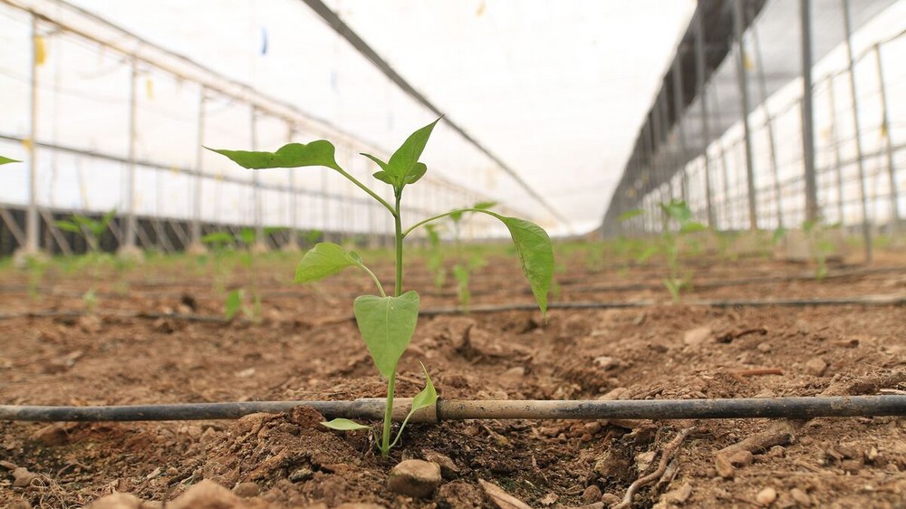 El Ayuntamiento de Dalías respalda al sector agrícola ante el Ministerio de Hacienda