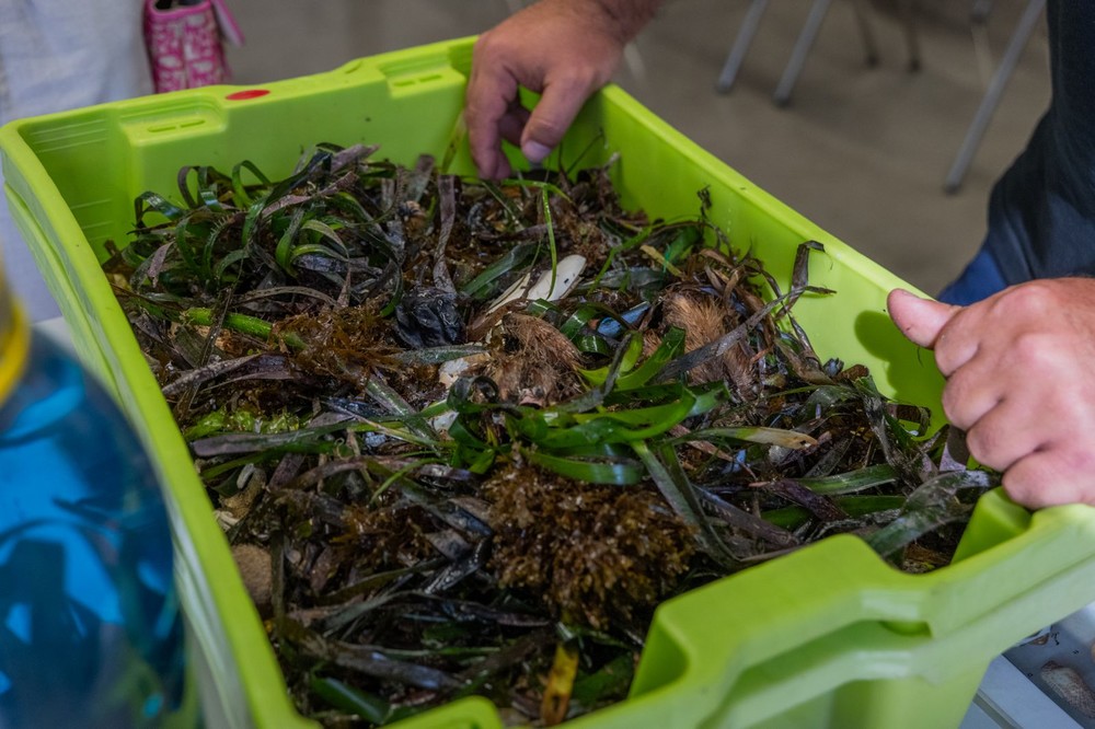 El Aula del Mar de Roquetas acoge la jornada informativa “Posidonia Oceánica: La Perla del Mediterráneo”