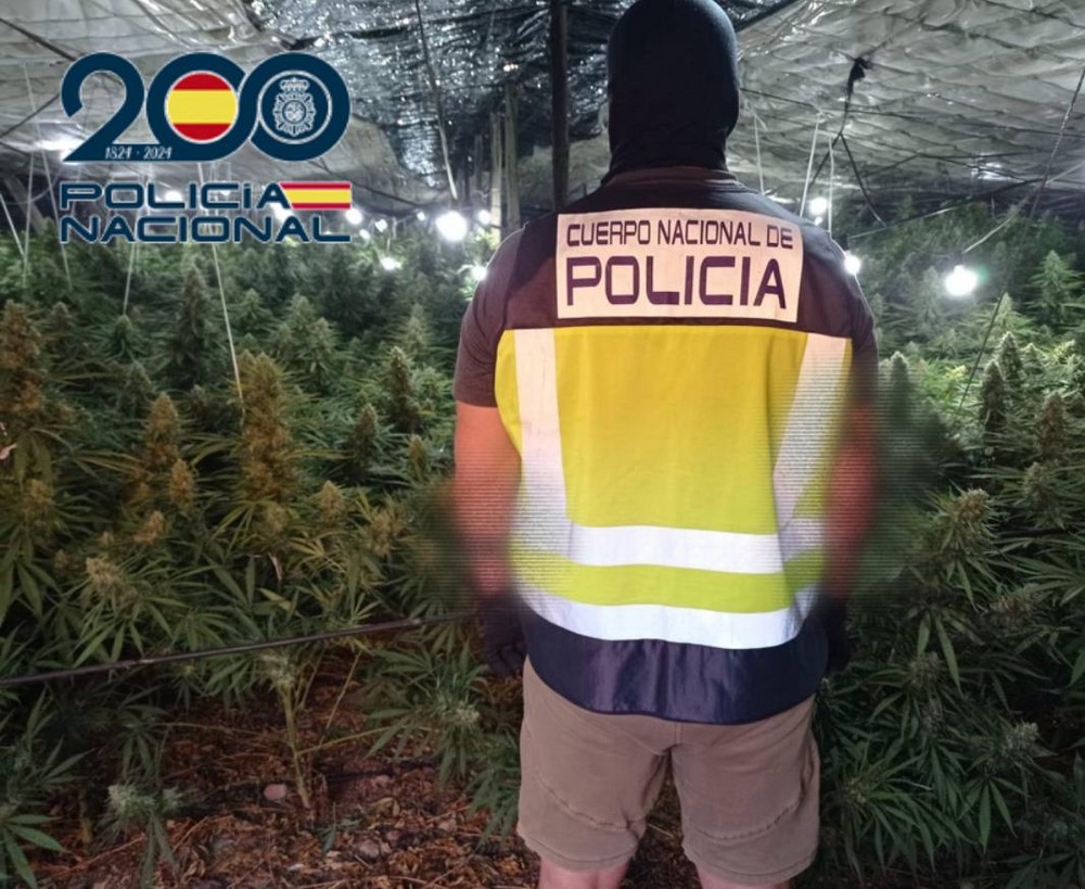 Desmantelan una macroplantación de marihuana en El Pozo de la Tía Manolica