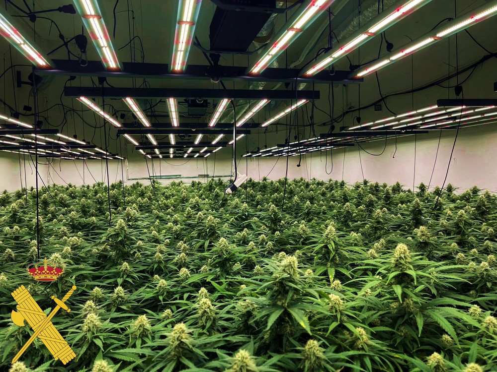 La Guardia Civil interviene 2.248 plantas de marihuana en La Puebla de Vícar y detiene a sus tres responsables