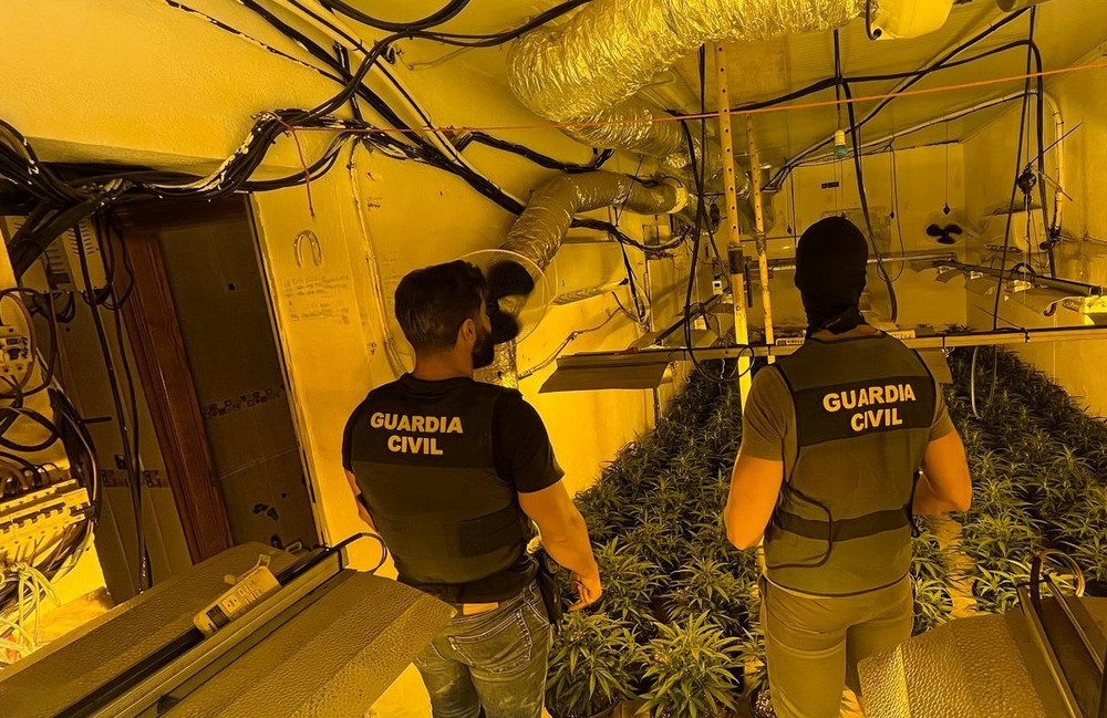 Desmantelan una macroplantación de marihuana en Vícar que ocupaba tres viviendas colindantes