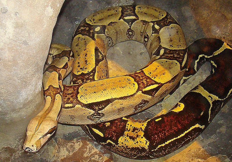 Encuentran una pitón albina y una boa constrictor "en pésimas condiciones" en un piso de Roquetas