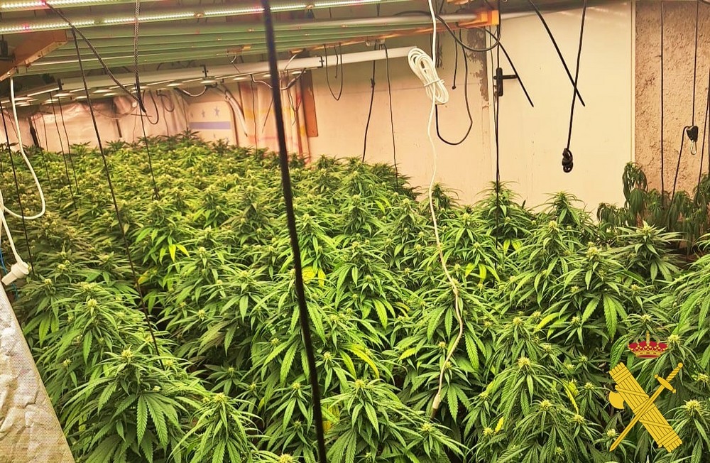 Nuevo operativo de la Guardia Civil contra los cultivos de marihuana del Poniente y La Alpujarra