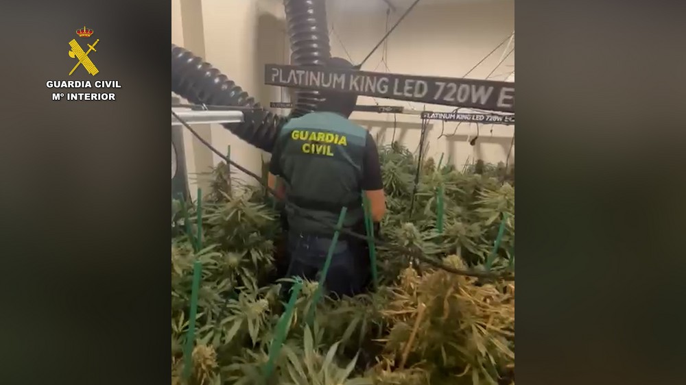 Ingresan en prisión los responsables de una plantación de 'maría' en Aguadulce