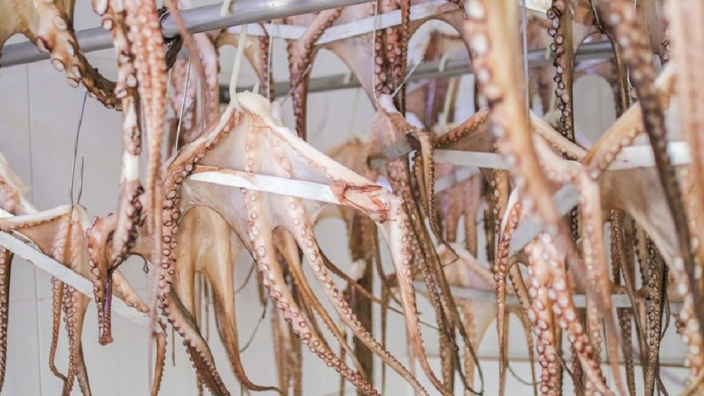 La Unión Europea registra la nueva Especialidad Tradicional Garantizada pulpo seco de Adra