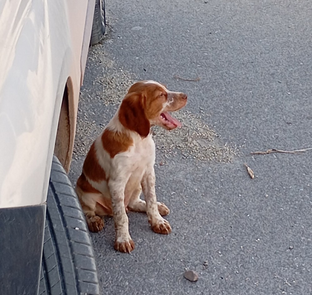 Denuncian el robo de perros de caza en el paraje de Las Chozas de El Ejido