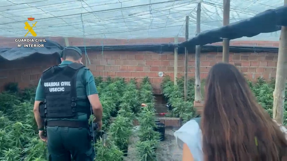 Doce detenidos en el último golpe contra el cultivo de marihuana en El Ejido