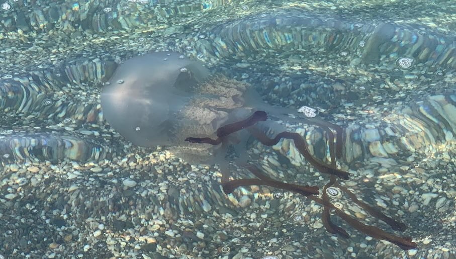 Avistan una extraña especie de medusa en la playa de Balerma