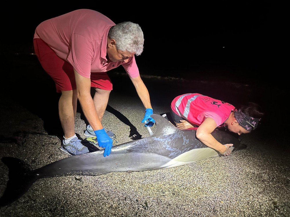 Equinac atiende el varamiento de un delfín herido en Roquetas de Mar